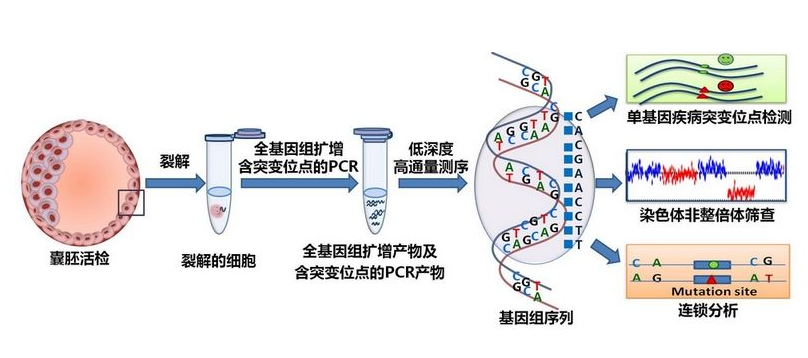 胚胎植入前遗传学检测