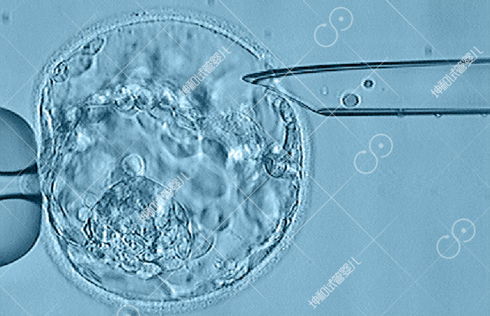 Embryo-biopsy-and-cell-loading-services-by-Pac-Genomics0.jpg