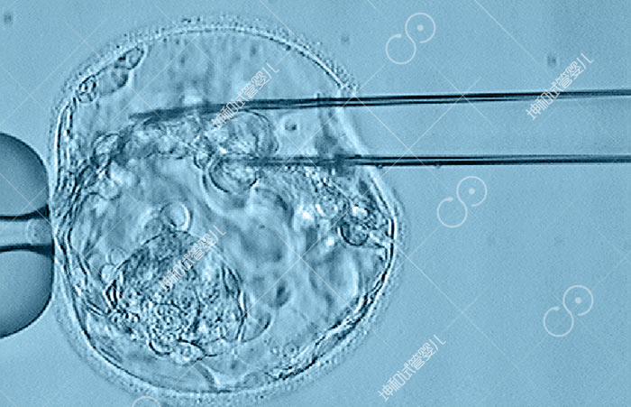 Embryo-biopsy-and-cell-loading-services-by-Pac-Genomics1.jpg