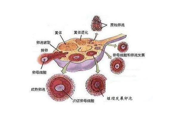 排卵障碍患者上海试管第三方生殖助孕有哪些好处？